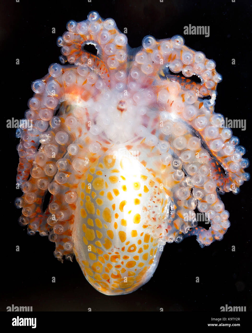 Les octopus paralarva peut souvent être trouvé accroché à la dérive des objets flottants. Banque D'Images