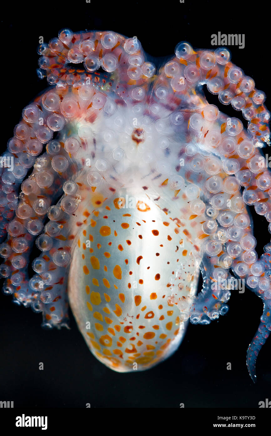 Les octopus paralarva peut souvent être trouvé accroché à la dérive des objets flottants. Banque D'Images