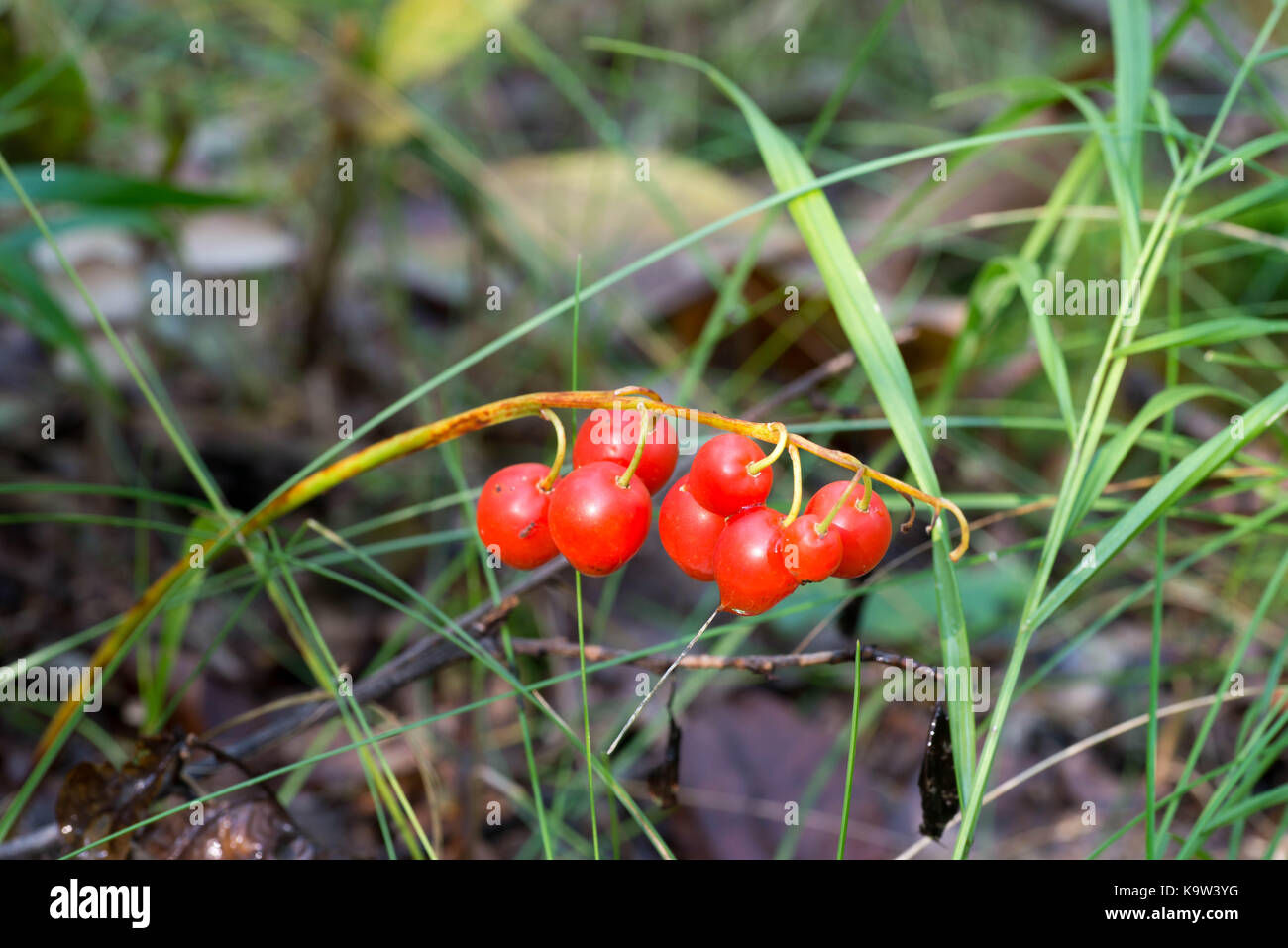 Poisinous rouge le muguet berries closeup Banque D'Images