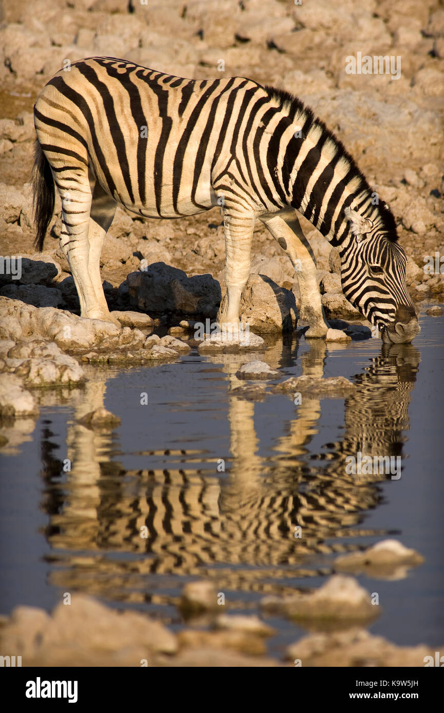 Zebra (Equus quagga) boire au trou d'eau d'Okaukuejo, parc national d'Etosha, Namibie Banque D'Images