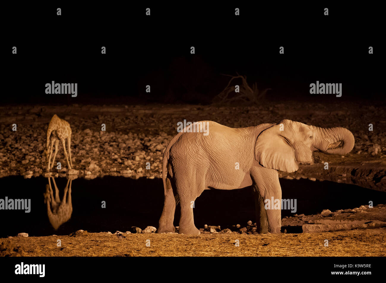 L'éléphant et girafe boire la nuit, point d'Okaukuejo, Etosha National Park, Namibie Banque D'Images