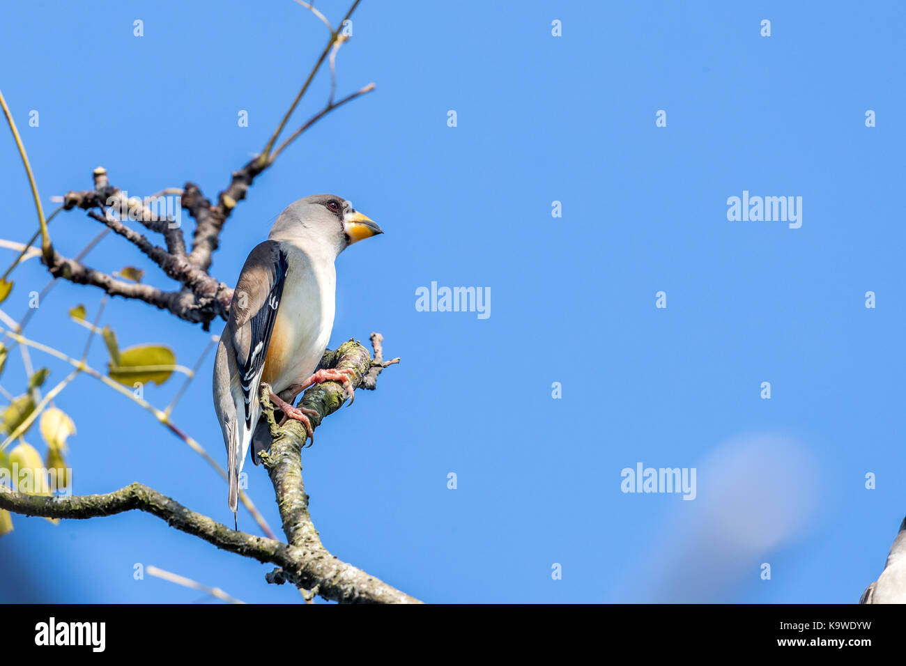 Yellow-rose (eophona migratoria) perching on tree Banque D'Images