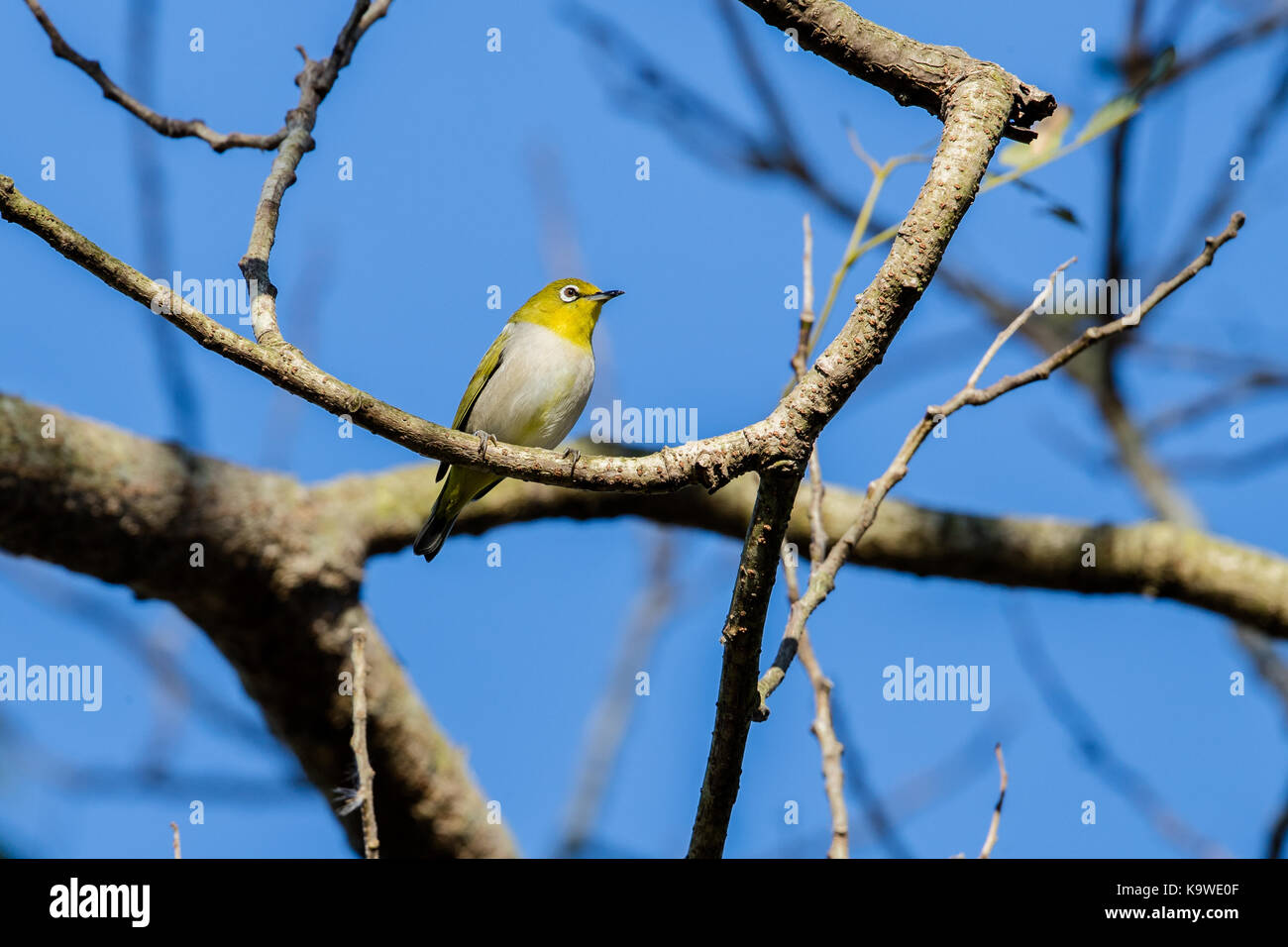 Japanese white-eye (zosterops japonicus) perching on tree Banque D'Images