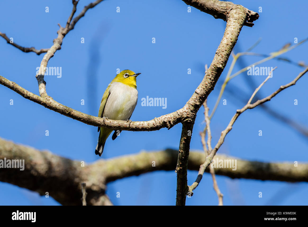 Japanese white-eye (zosterops japonicus) perching on tree Banque D'Images