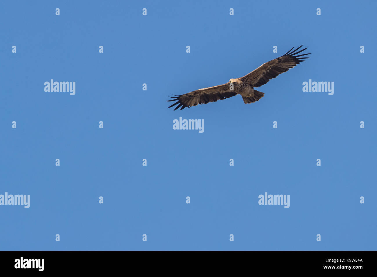 Oiseau en vol - aigle impérial (Aquila heliaca) Banque D'Images