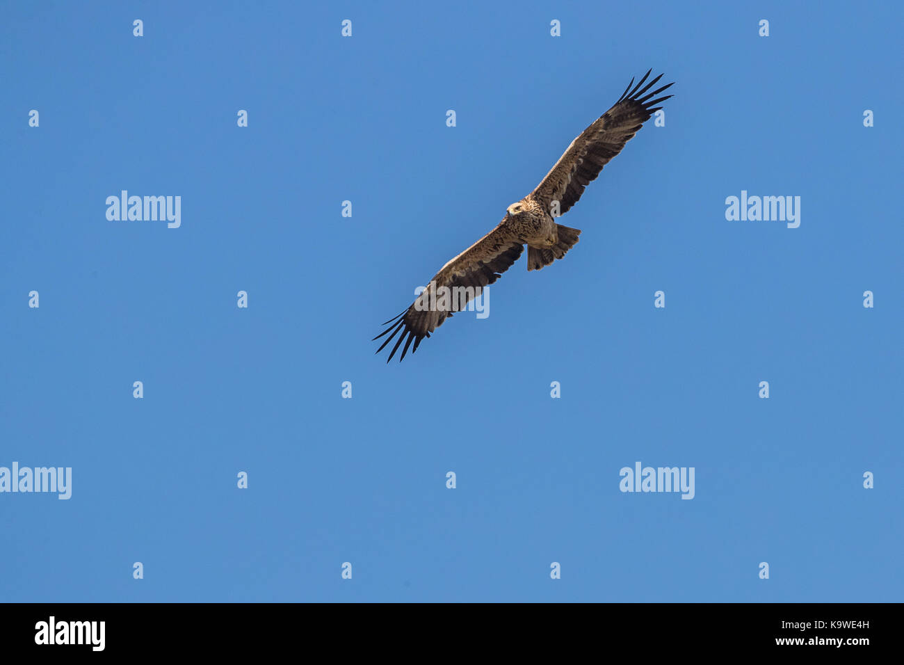 Oiseau en vol - aigle impérial (Aquila heliaca) Banque D'Images