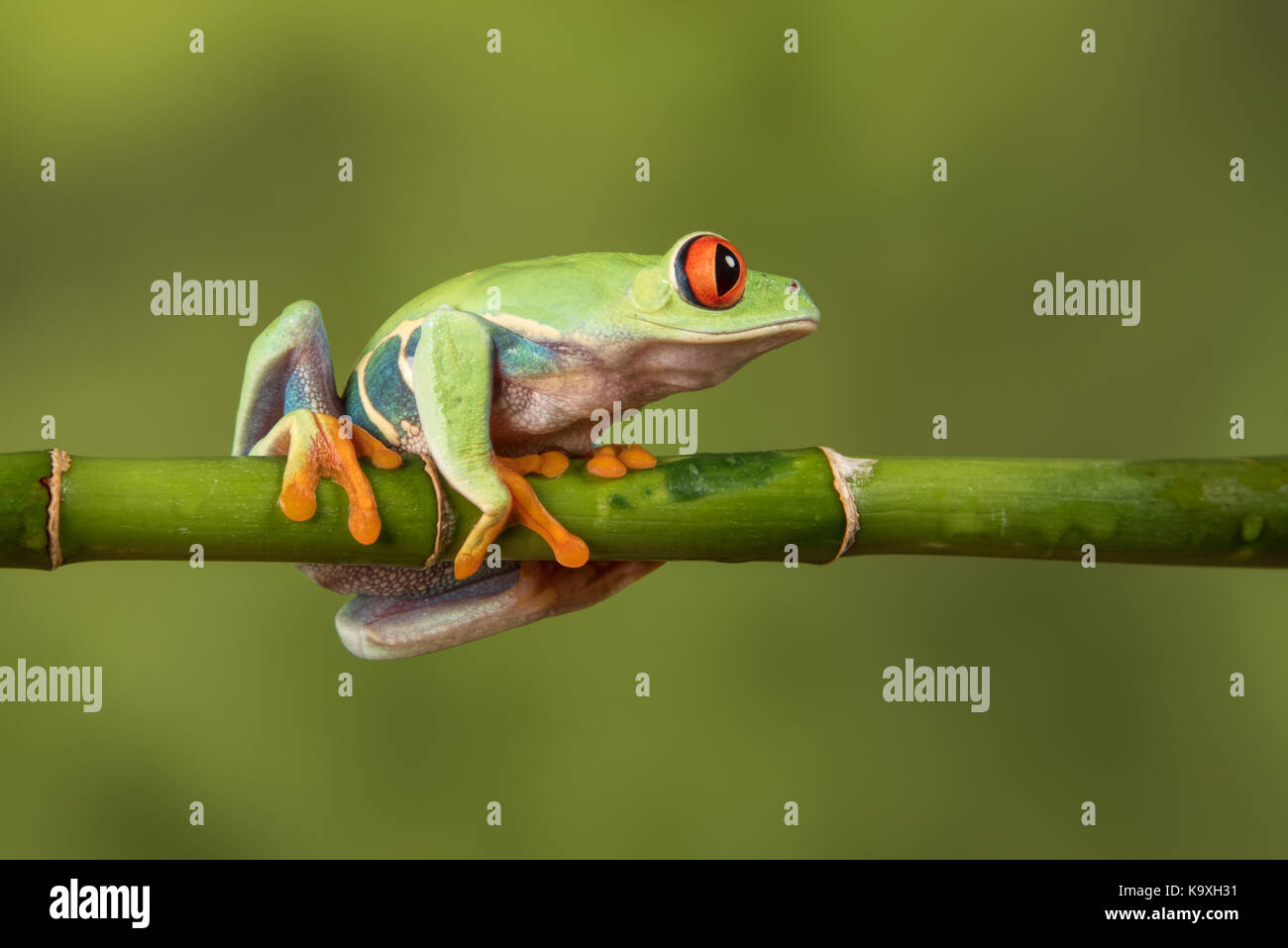 Côté fermer Voir le profil droit d'une grenouille arboricole aux yeux rouges en équilibre sur une canne de bambou regardant à droite Banque D'Images