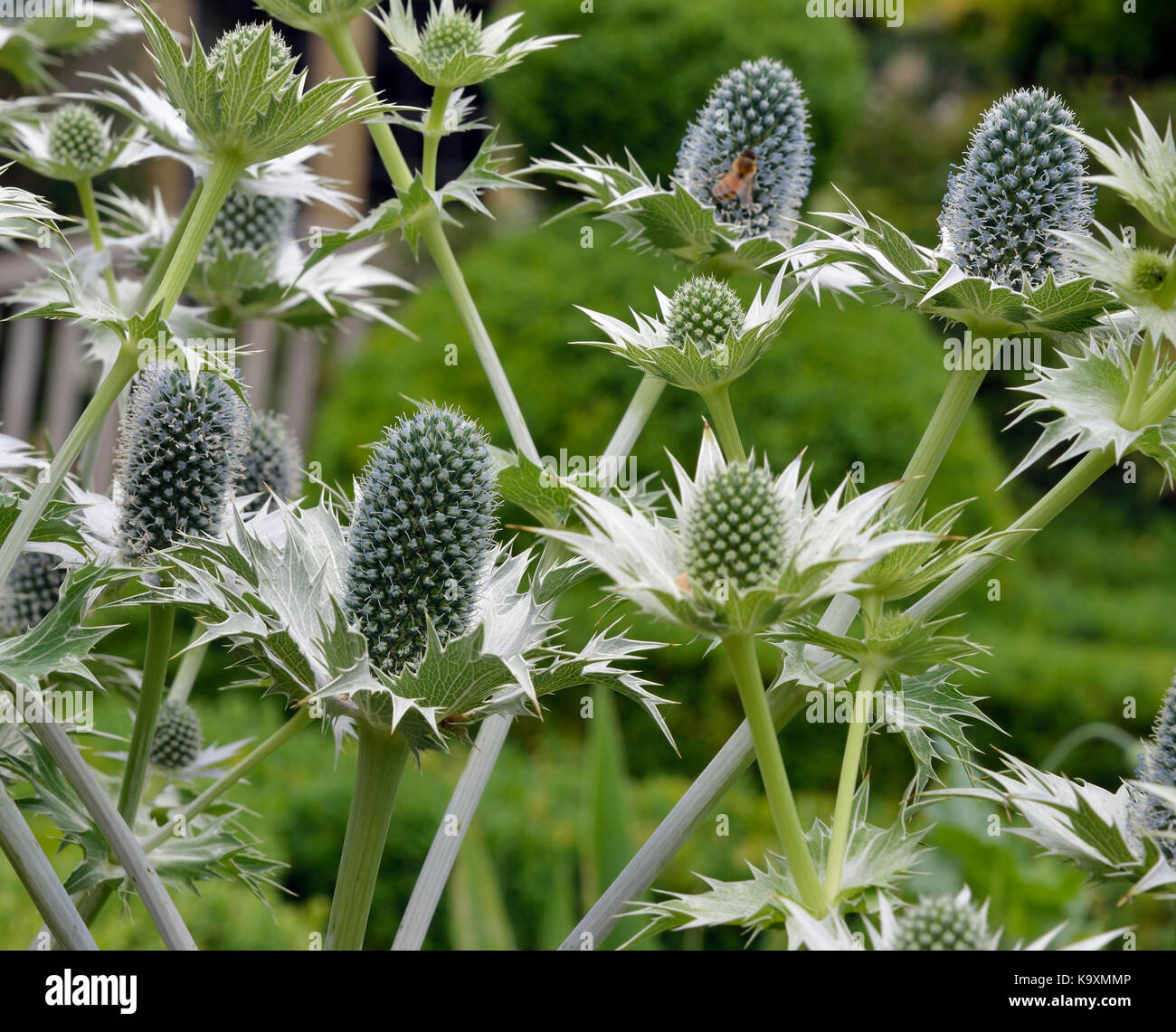 Eryngium giganteum - une plante de jardin holly mer Banque D'Images