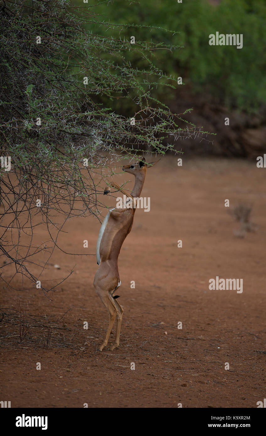 Gerenuk à samburu national park Banque D'Images