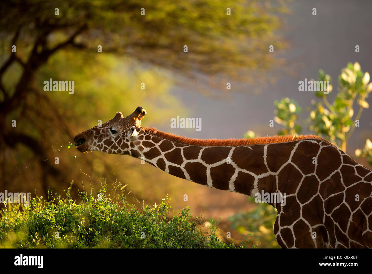 La giraffe réticulée (Giraffa camelopardalis reticulata), également connu sous le nom de la girafe somaliens à samburu national park Banque D'Images