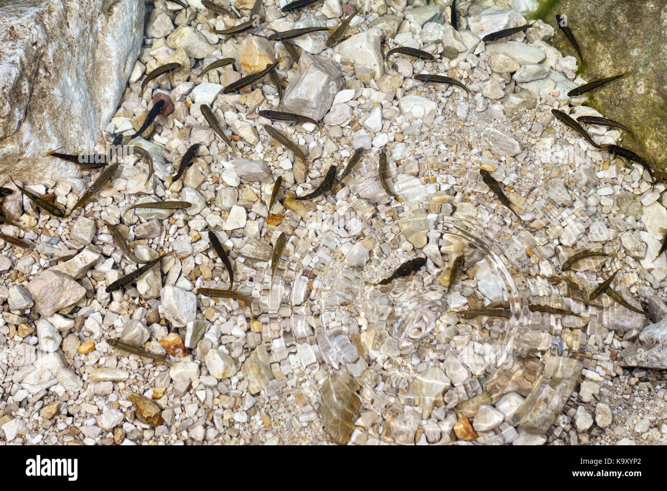 Les Dolomites, Italie du Nord. Les jeunes poissons dans l'eau claire du lac alpin à Croda da Lago Banque D'Images