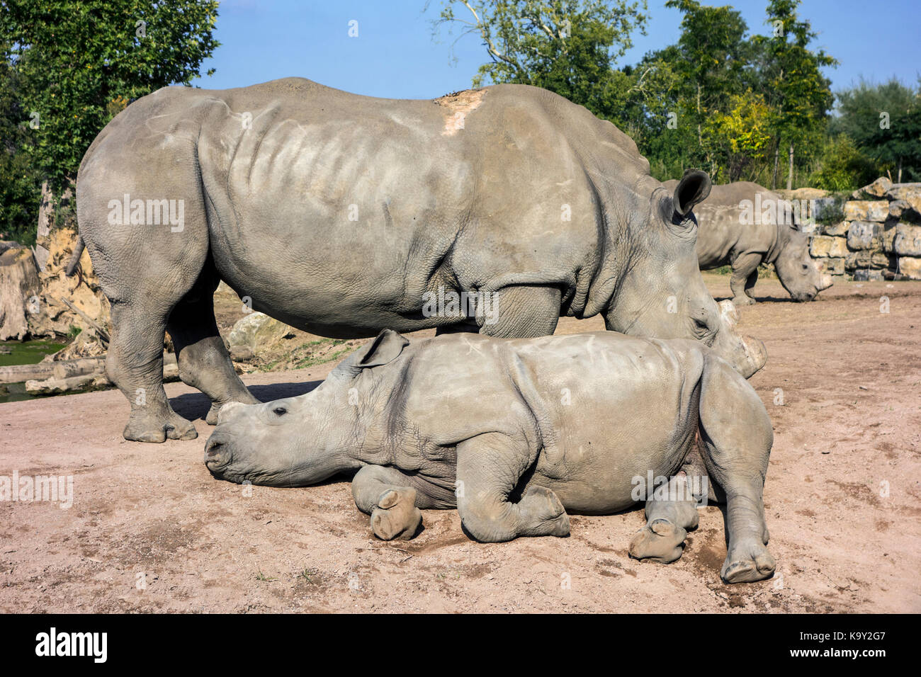 Rhinocéros blanc rhinocéros blancs / famille (Ceratotherium simum) dans zoo avec des cornes coupées comme précaution contre le vol. Banque D'Images