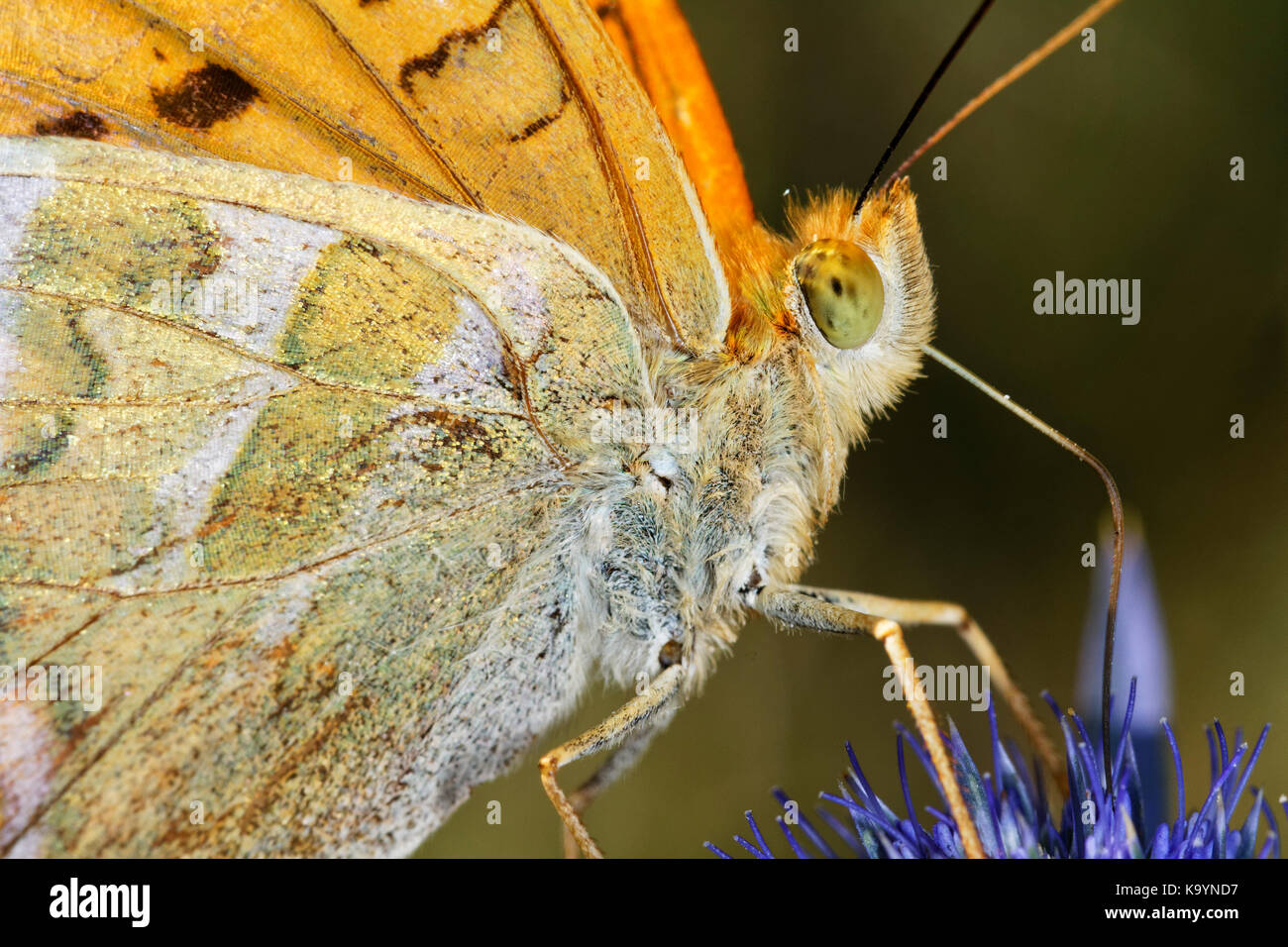 Papillon se nourrissant sur une fleur dans le Parc naturel d'Ucka Banque D'Images