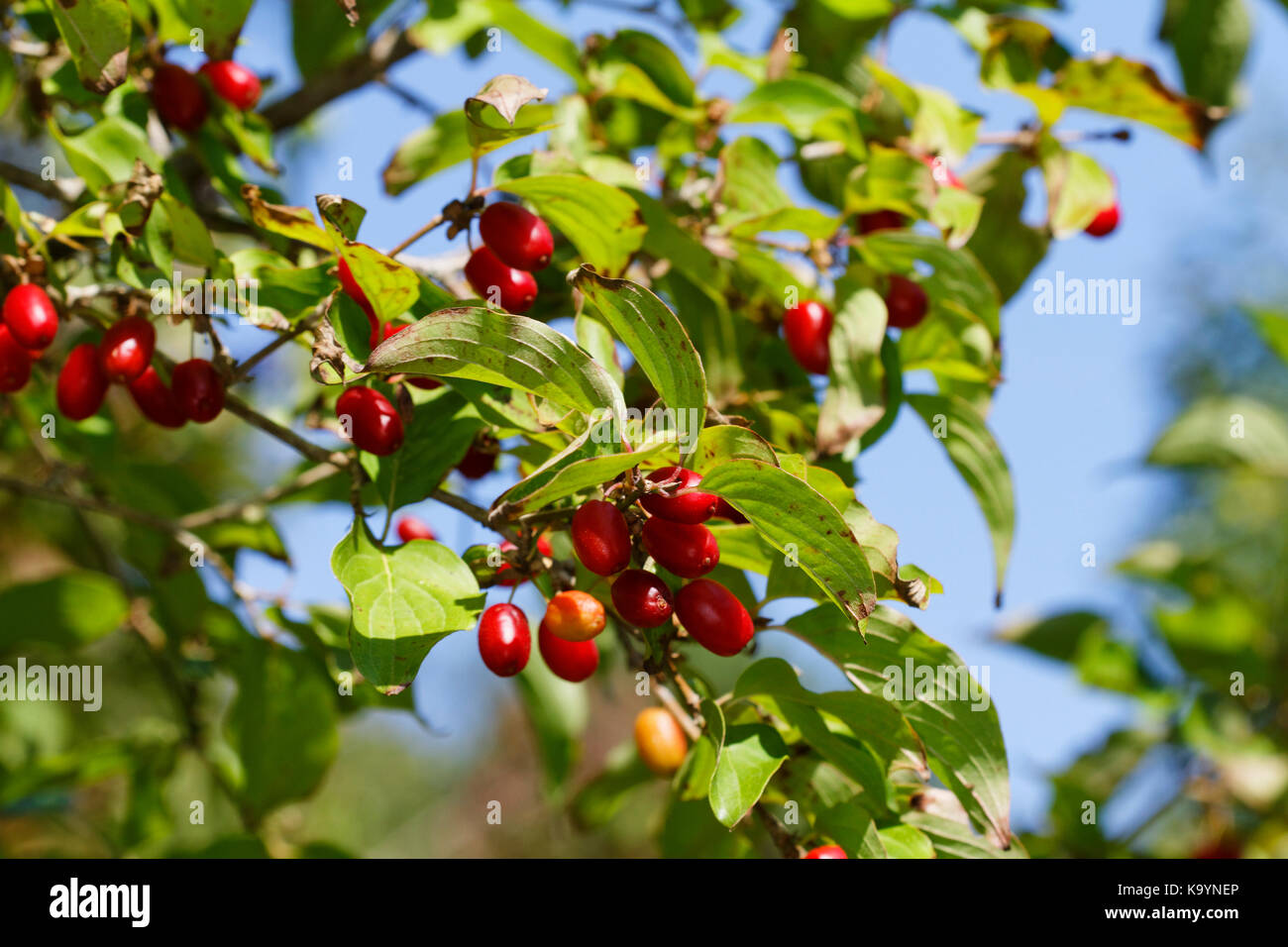 Fruit mûr de Cornus mas, appelé cerise cornélienne, cornel européen ou cornélien de cerisier Banque D'Images