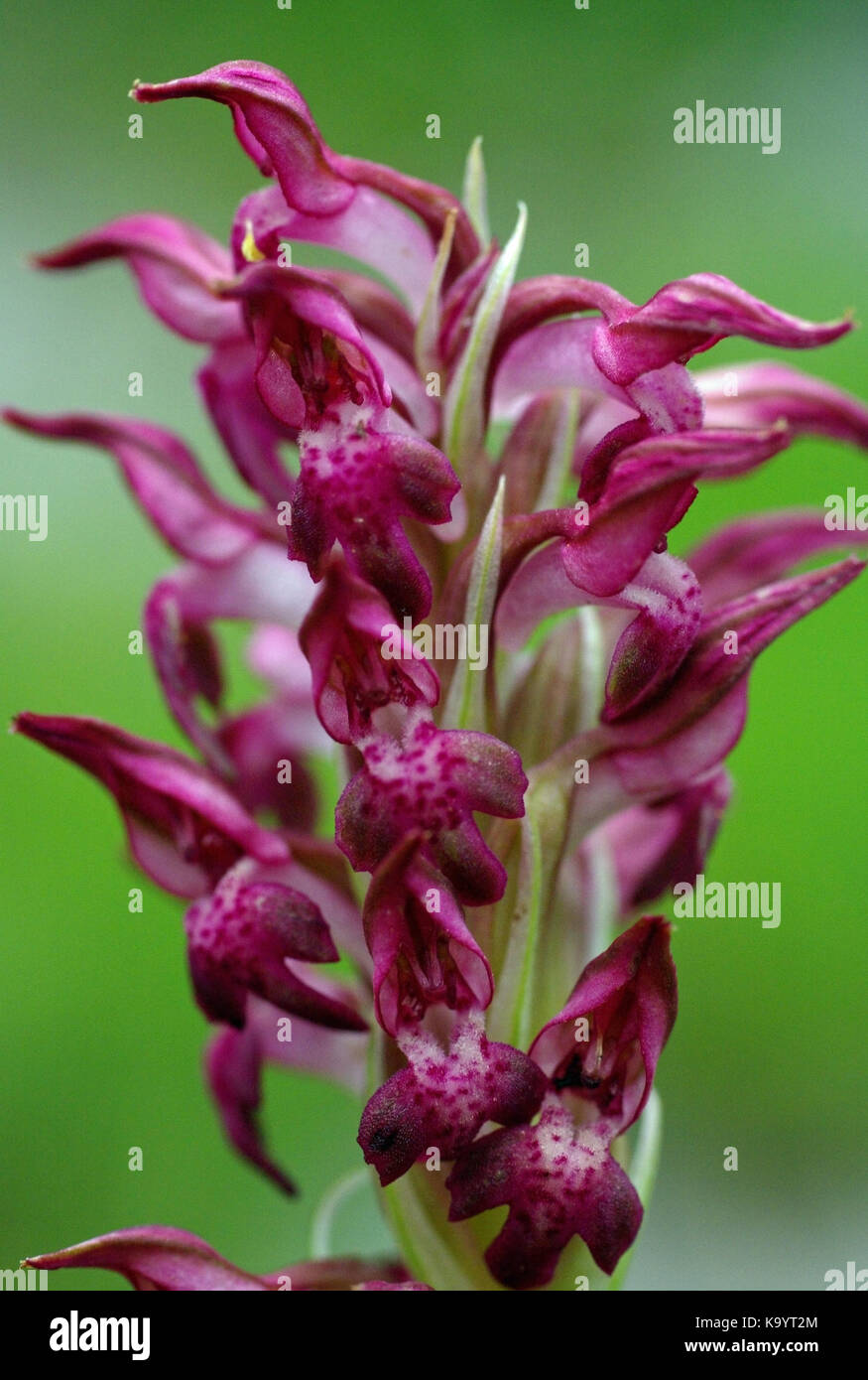 L'anacamptis coriophora orchidée sauvage, la famille des orchidacées orchidée, bug Banque D'Images