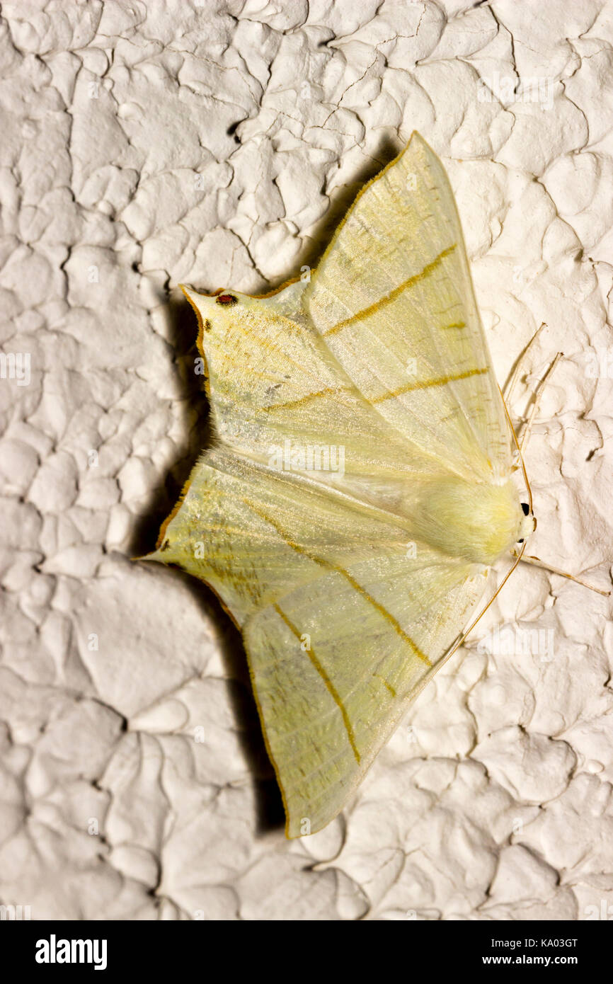 Papillon à queue fourchue adultes, Ourapteryx sambucaria, un vol d'espèces au Royaume-Uni Banque D'Images