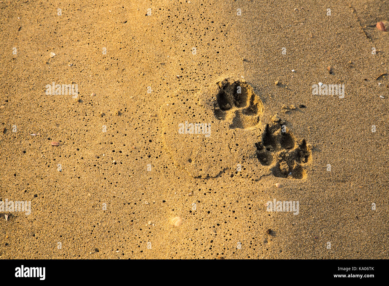 Footpring chien sur le sable humide sur la plage Banque D'Images