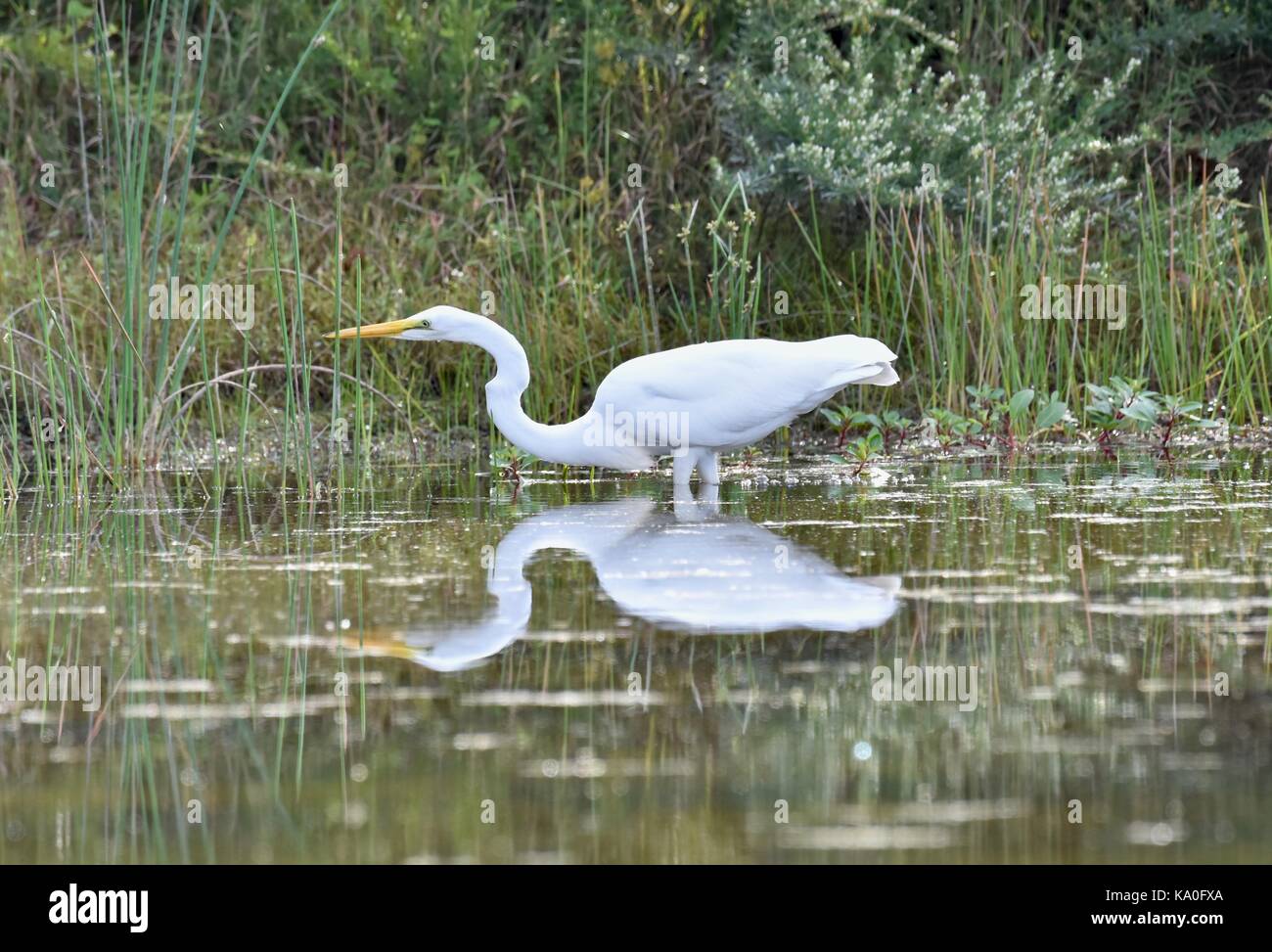 Grande aigrette (Ardea alba) Banque D'Images