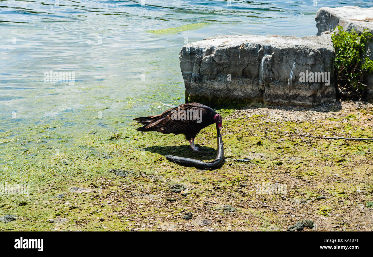 Urubu à tête unique de manger les poissons anguille morte sur Rocky Lake Shore près de rochers. Banque D'Images