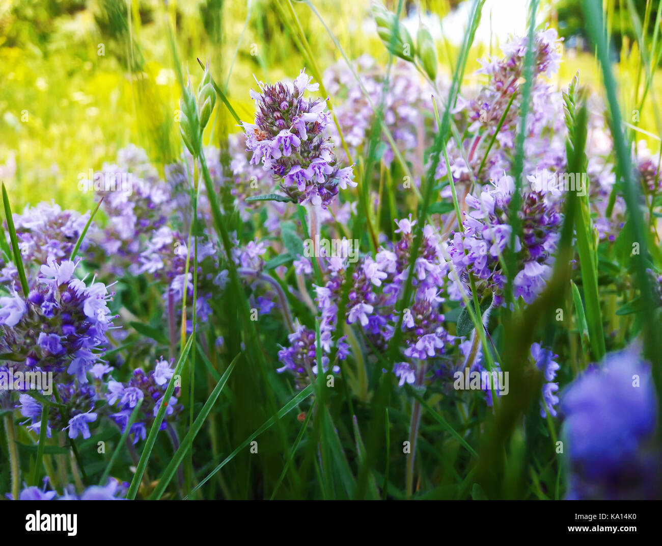 Close up of summer wild flower meadow. composition de la nature. Banque D'Images