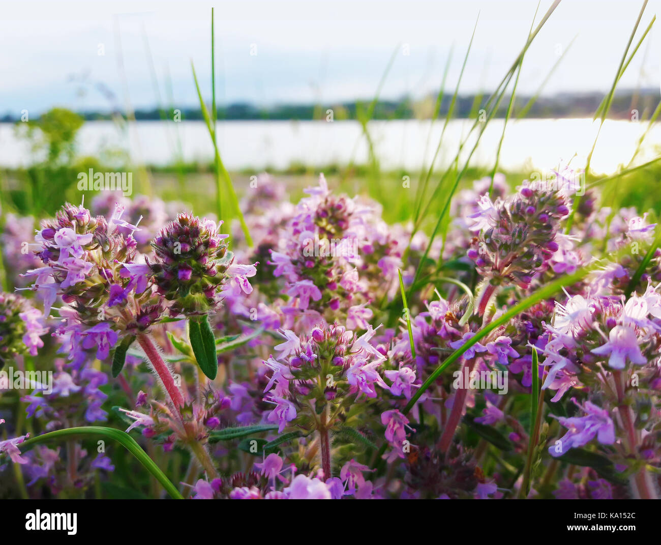 Close up d'un champ avec des fleurs violettes dans la nature près du lac Banque D'Images