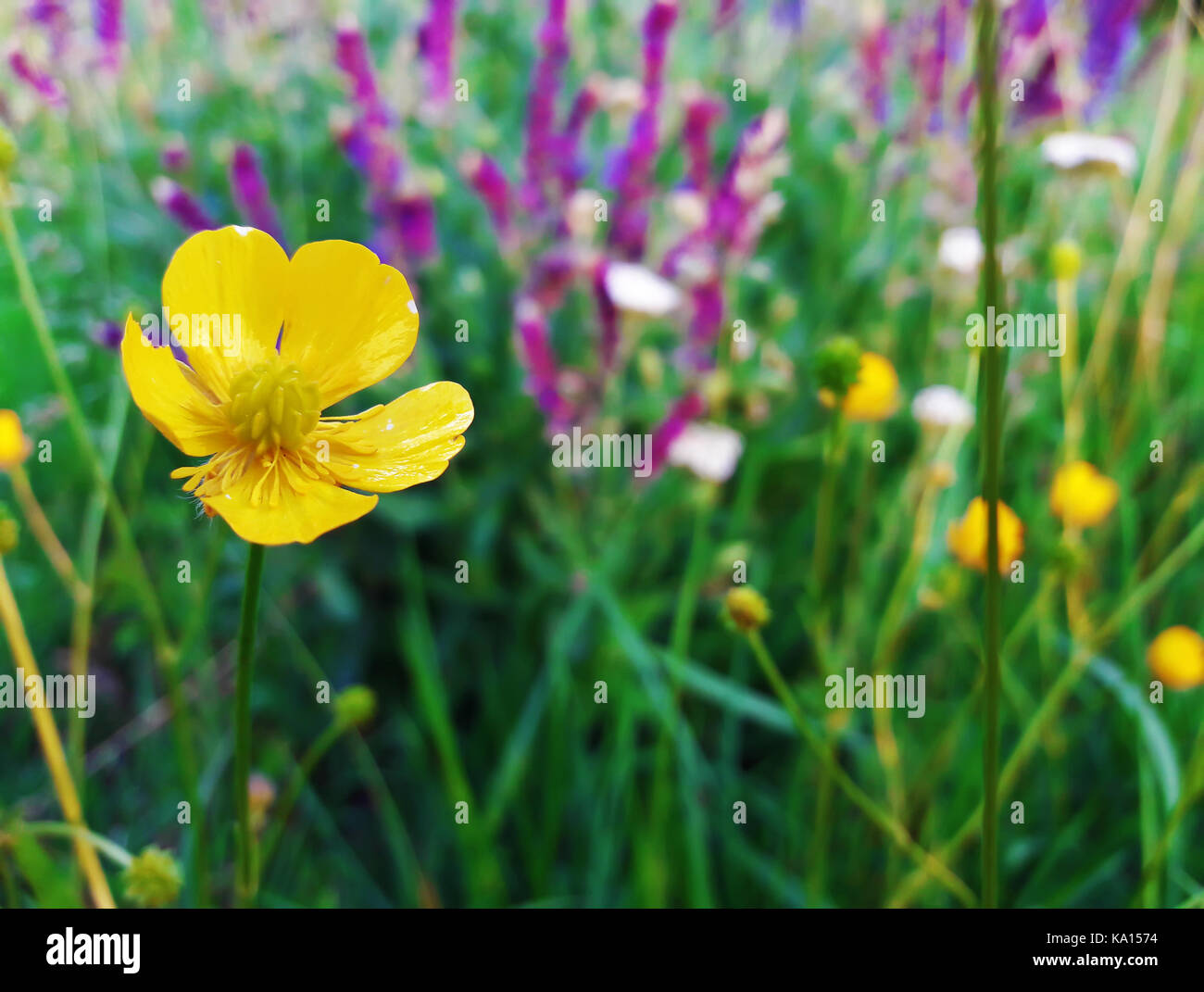 Close-up de couleurs jaune et violet fleurs dans une prairie d'été contre la lumière du soleil chaude. Banque D'Images