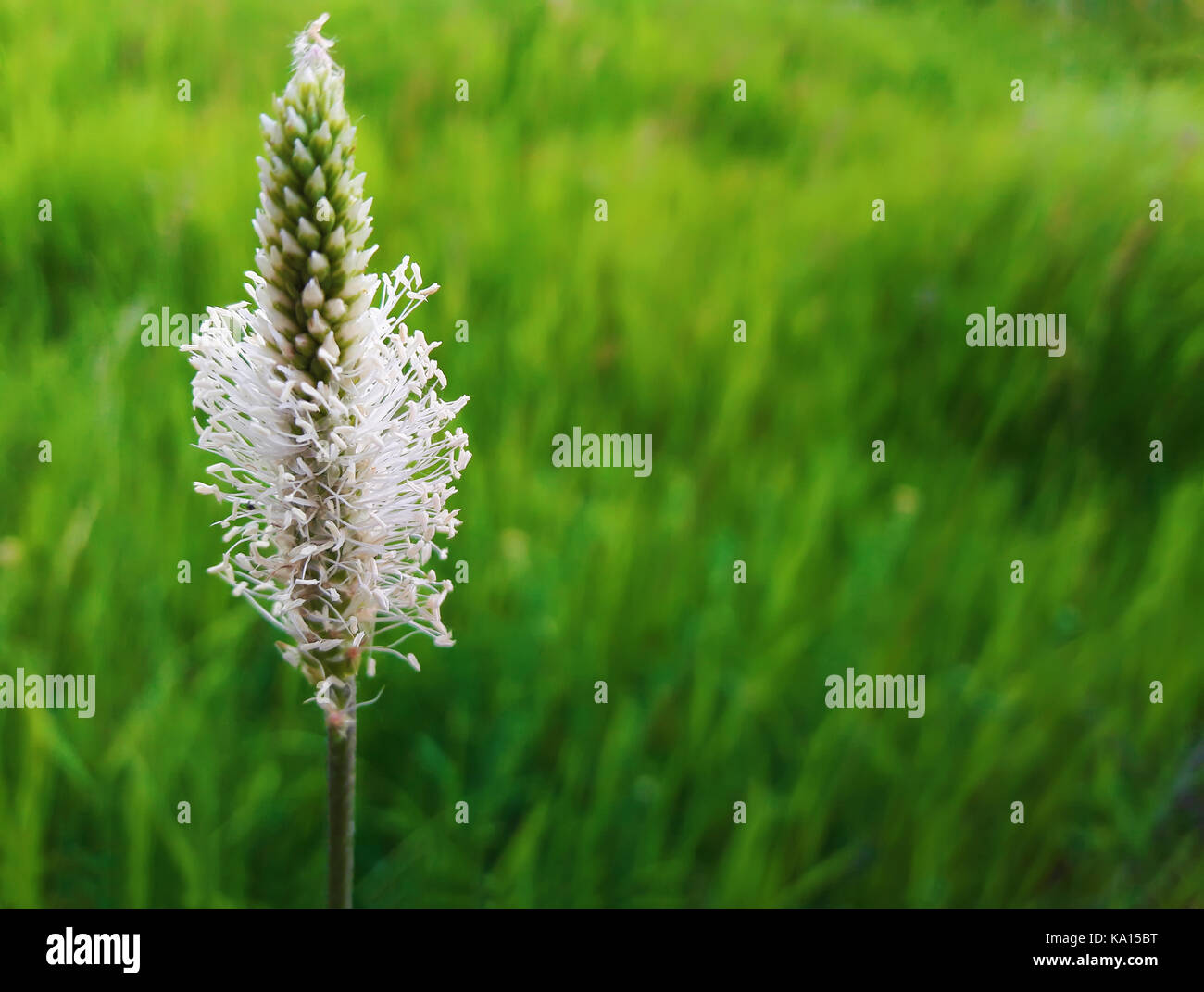 Prairie d'été sur belle journée ensoleillée, comme une étrange fleur blanche brillent dans l'herbe verte. Banque D'Images