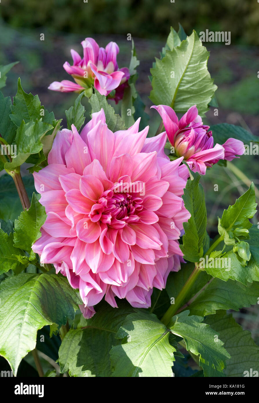 Dahlia 'Otto's thrill' fleur. Banque D'Images