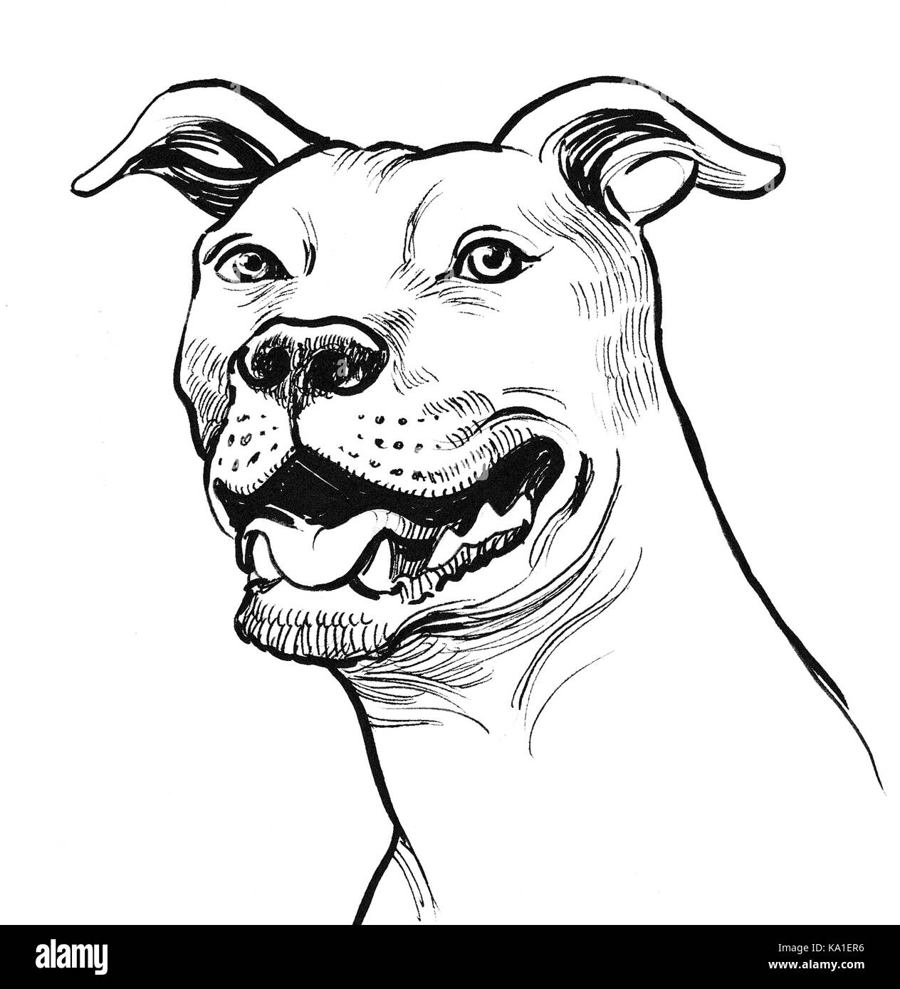 Pitbull dog sketch Banque D'Images