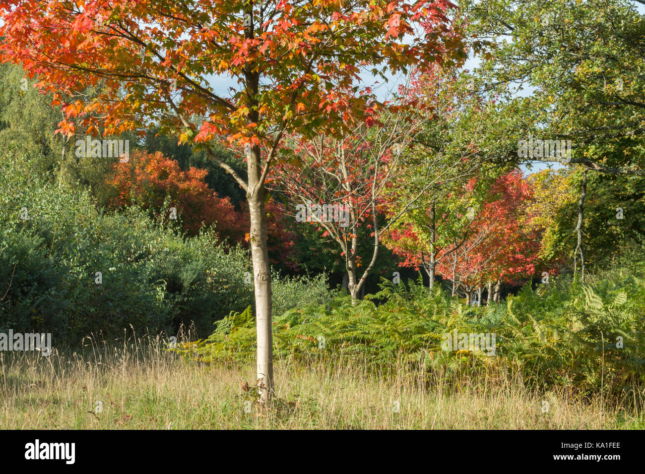 Les érables colorés en automne à Bramshott commun dans le Hampshire, au Royaume-Uni. Ils ont été plantés à la mémoire des soldats canadiens tués lors des deux guerres mondiales. Banque D'Images