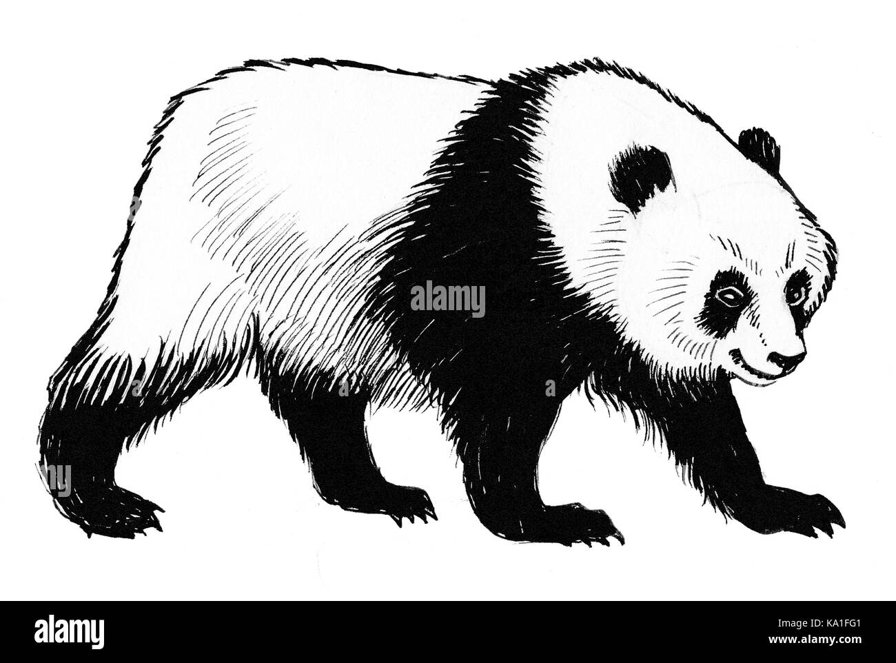Panda bear Banque D'Images