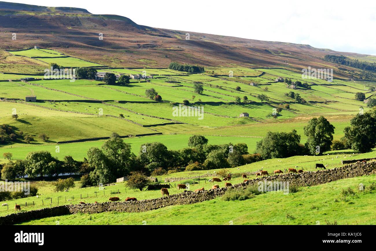 Les murs en pierre sèche et des granges de swaledale,yorkshire,uk Banque D'Images