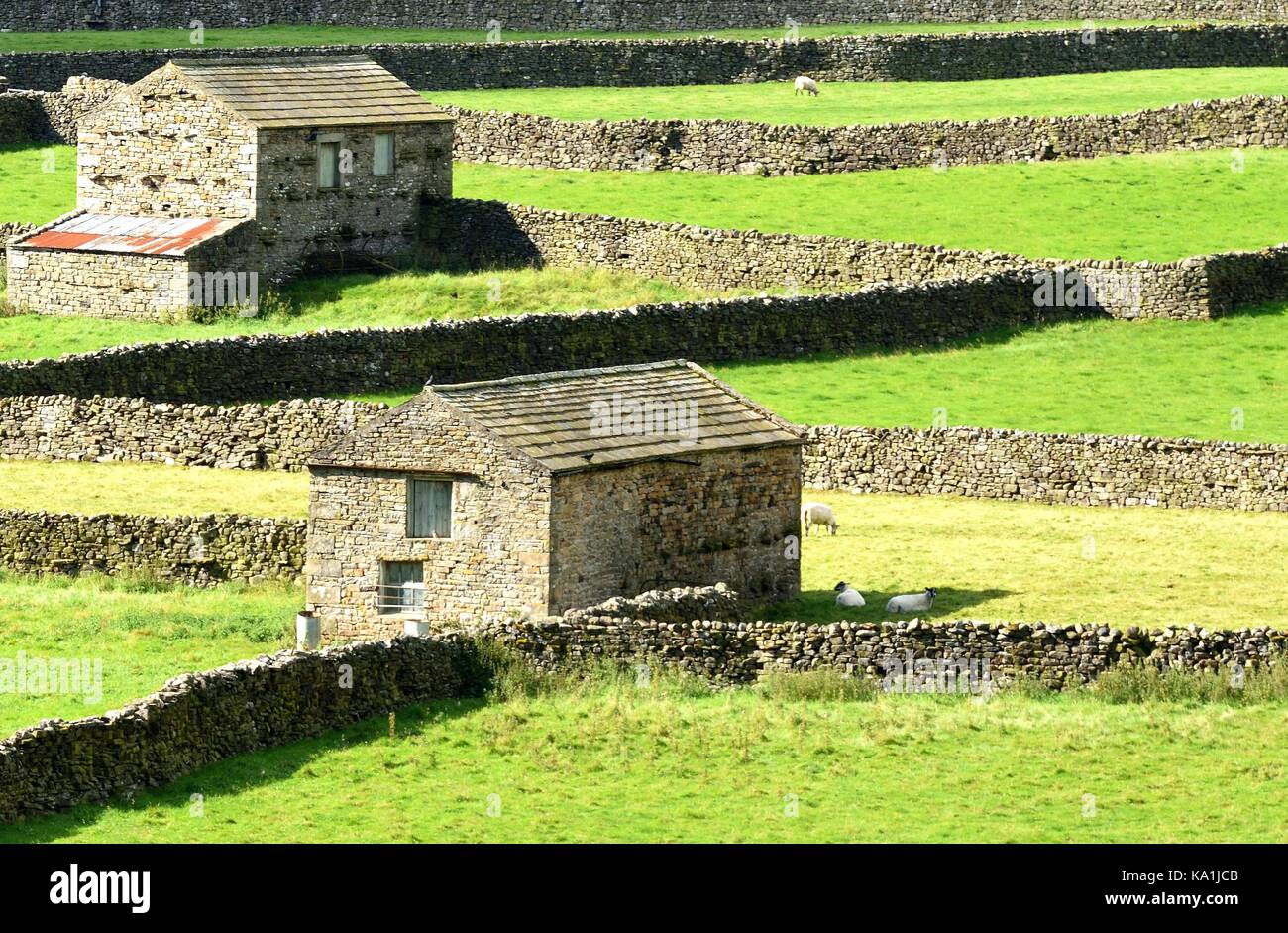 Les murs en pierre sèche et des granges de swaledale,yorkshire,uk Banque D'Images