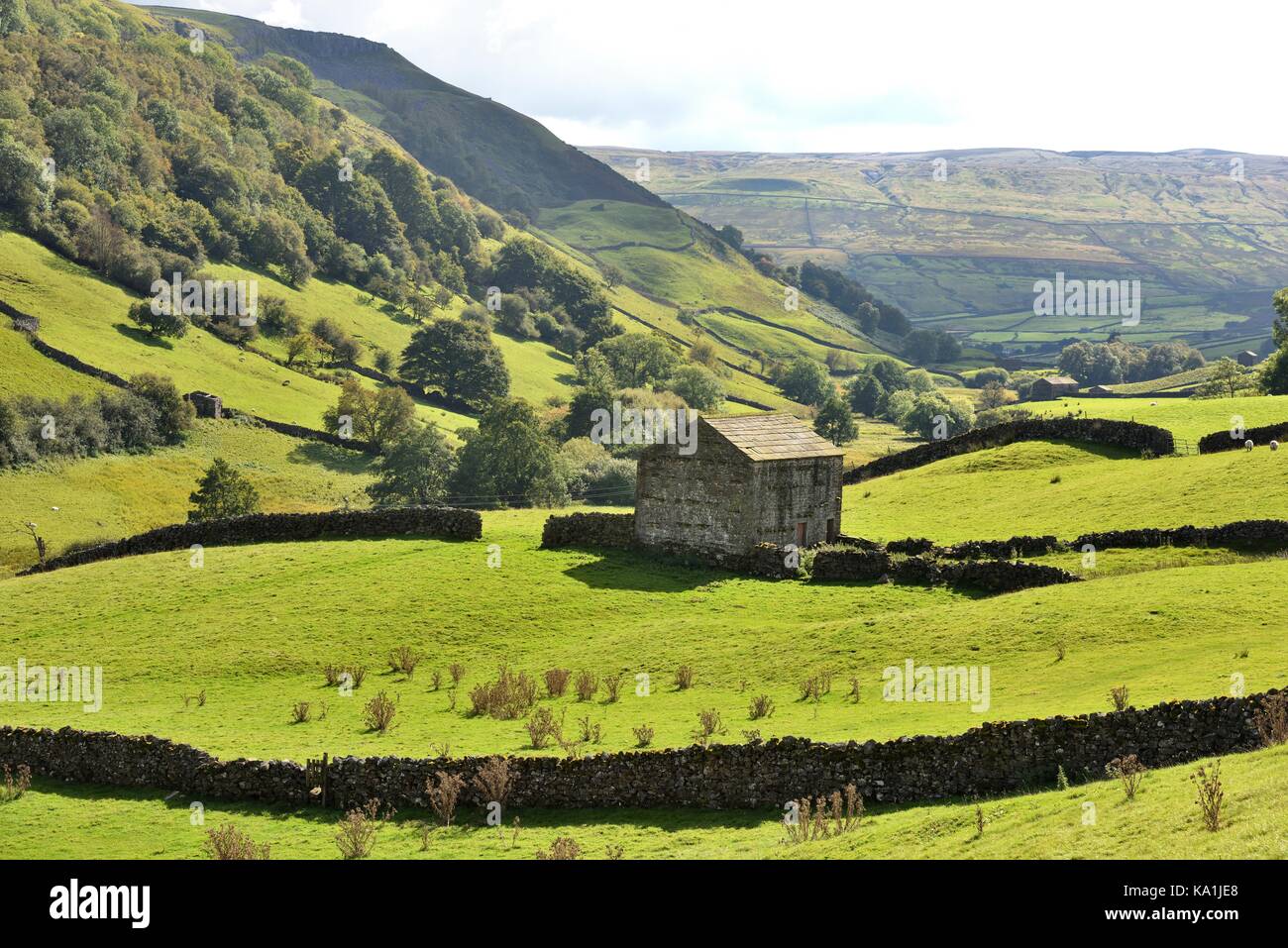Les murs en pierre sèche et des granges de swaledale,yorkshire,uk Banque D'Images