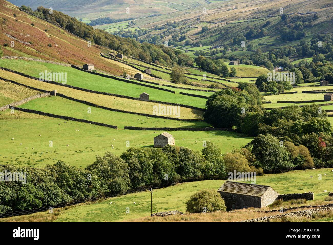 Les murs en pierre sèche et des granges de swaledale,yorkshire,uk Banque D'Images