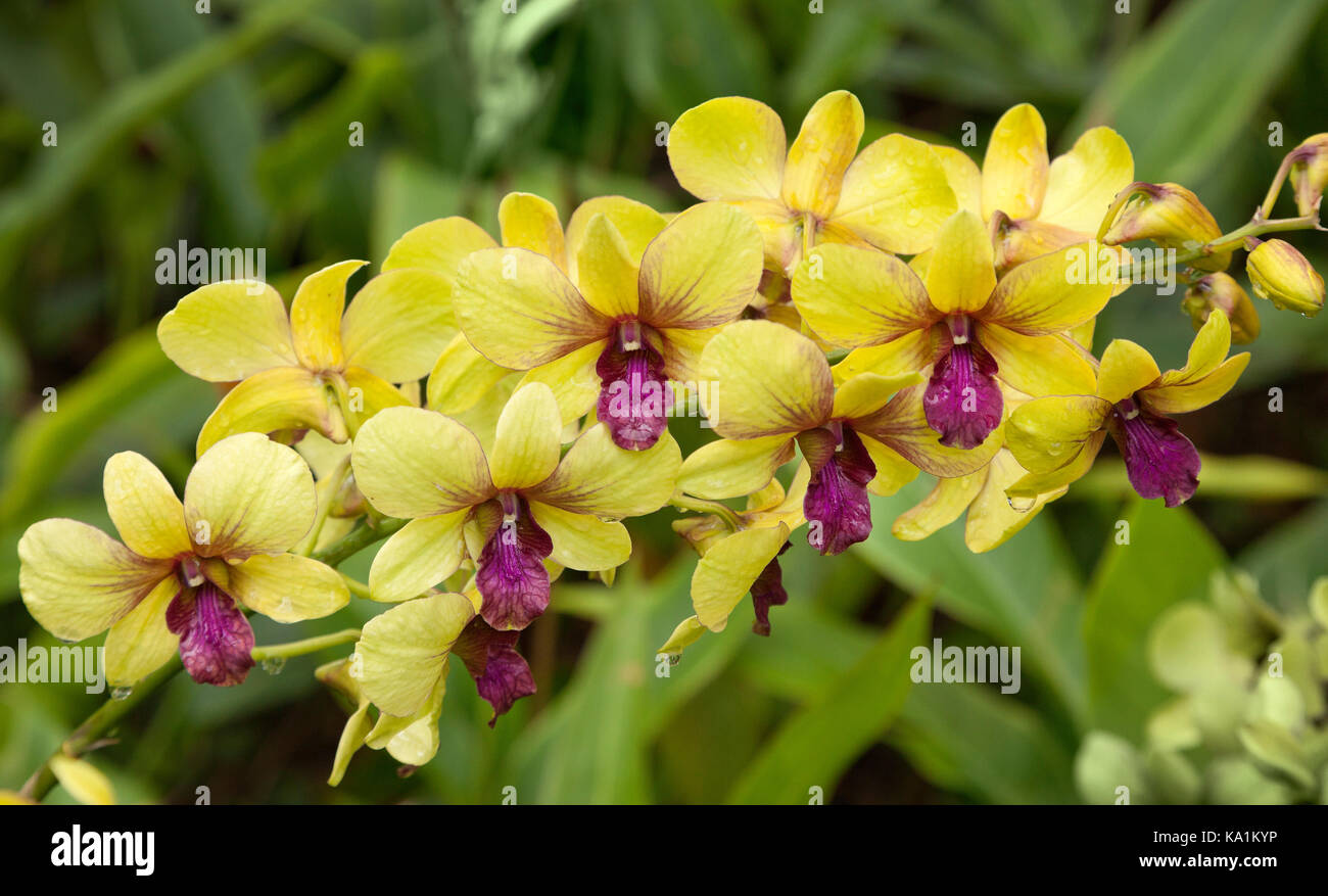 Dendrobium Sri Siam, orchidées tropicales, jardins botaniques de Singapour. Banque D'Images