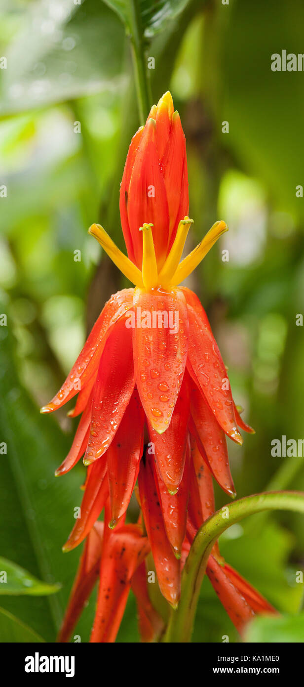 Musa Hanoi flambeau. fleurs de banane, originaire du Vietnam. La marque "Hanoi Torch' fait référence à la zone à partir de laquelle l'usine a été présenté la première fois . Banque D'Images