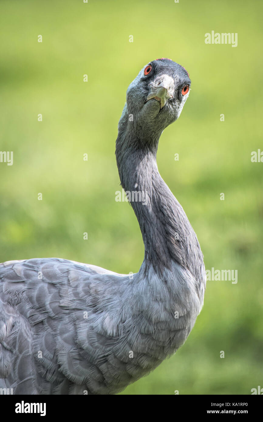 Un portrait d'une demi-longueur de la grue commune donnant un regard inquisiteur de l'avant en format vertical vertical Banque D'Images