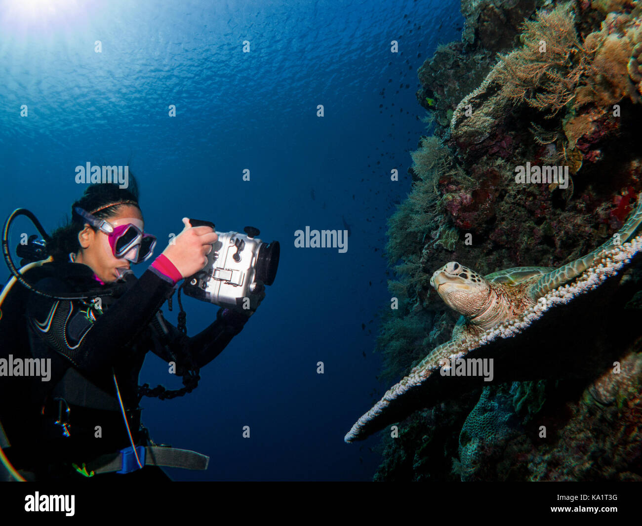 Plongeur femelle de filmer une tortue sous l'eau Banque D'Images