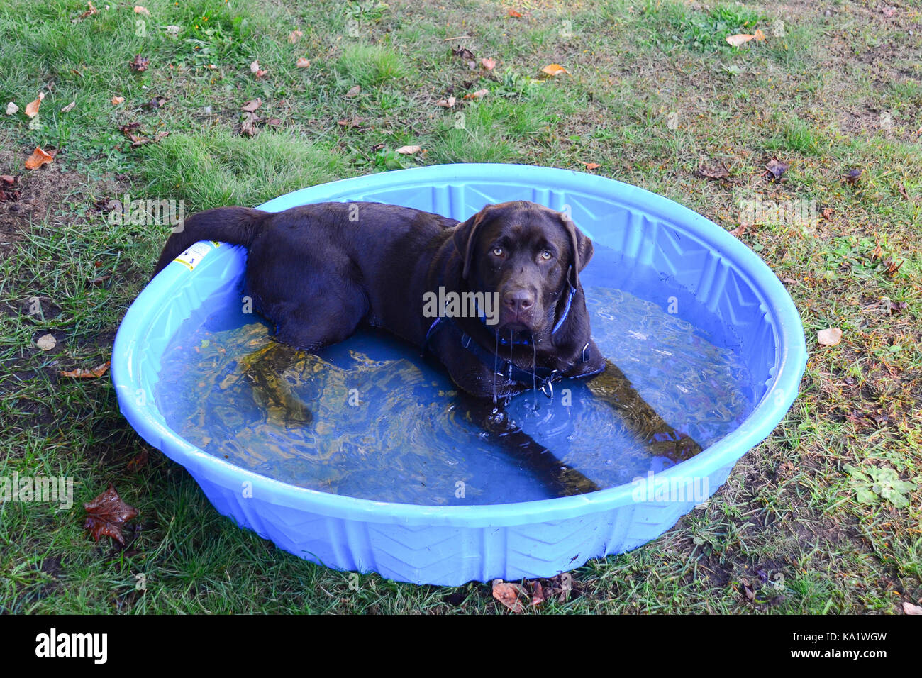 Jeune chiot labrador chocolat de se rafraîchir dans une petite piscine. Banque D'Images