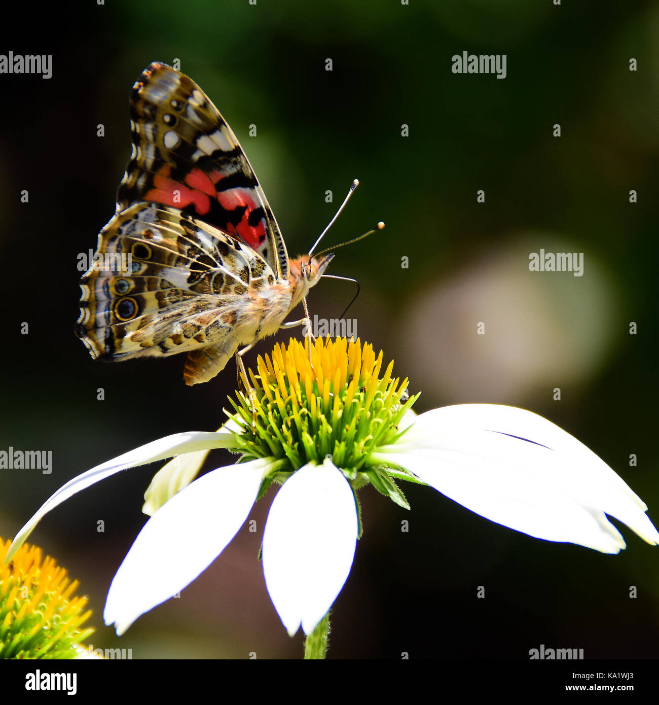 American painted lady butterfly (vanessa virginiensis) se nourrissant d'un cône blanc fleur dans le jardin. Banque D'Images