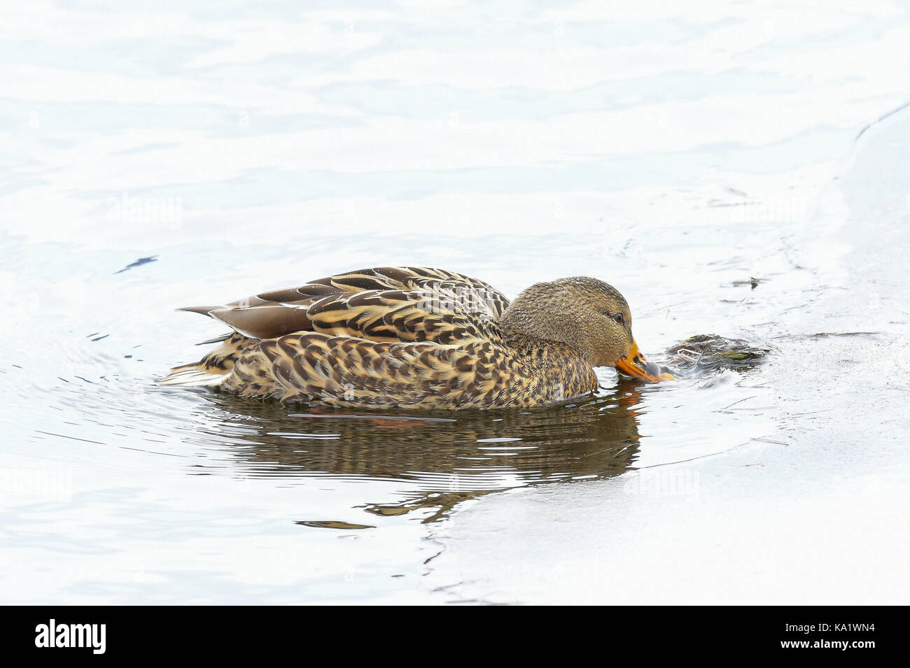 Canard colvert (Anas platyrhynchos) hen se nourrit de la végétation dans le lac sur le bord de la glace en hiver. Banque D'Images