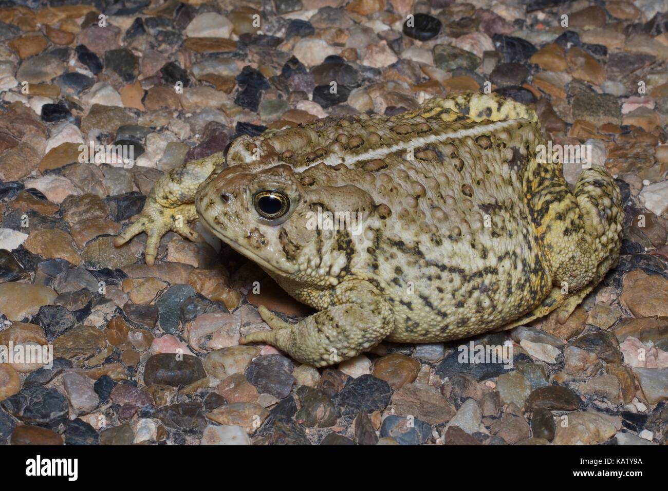 Un crapaud rocky mountain (anaxyrus woodhousii woodhousii) assis sur une route pavée de nuit en Grand Staircase - Escalante National Monument (Utah) Banque D'Images