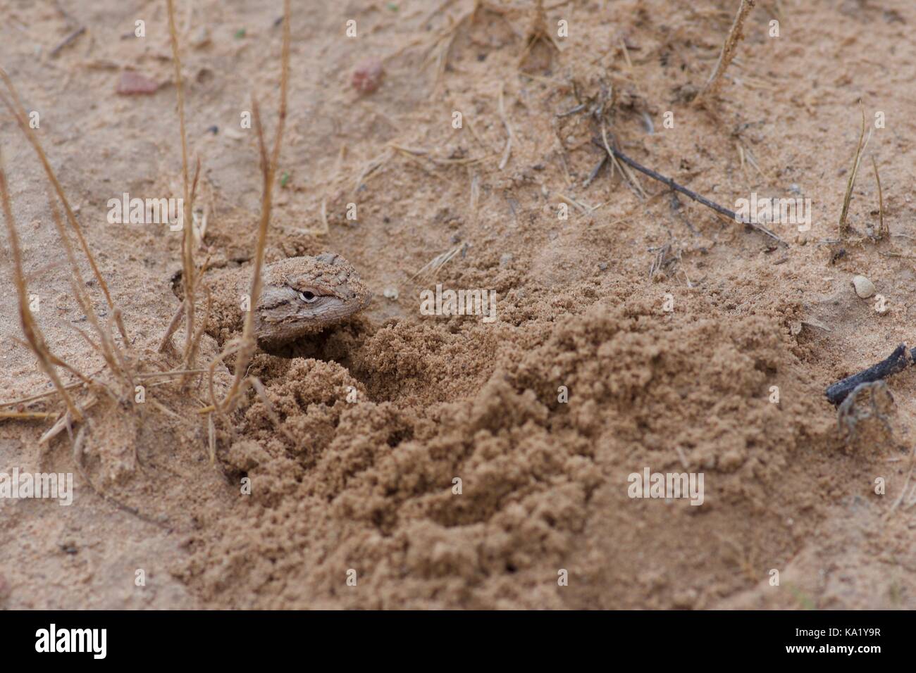 Un plateau (lézard sceloporus tristichus) pokes sa tête hors de son lit de sable à Kanab, Utah, USA Banque D'Images