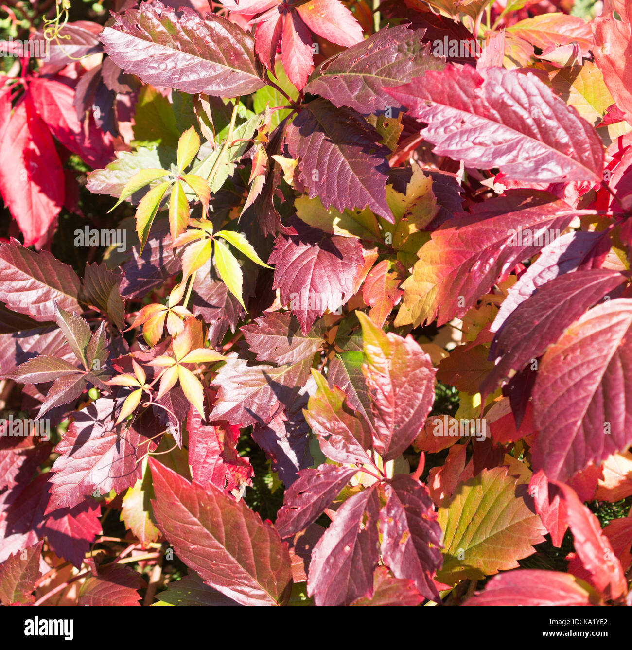 Feuilles rouges de raisins de jeune fille rampant à l'automne, l'automne. arrière-plan, la texture. Banque D'Images