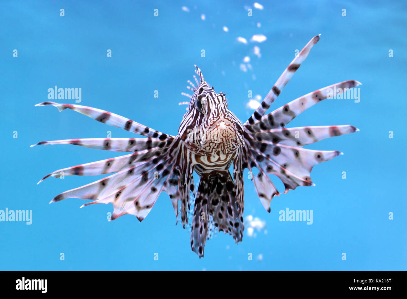 Gros plan du beau poisson-papillon dans l'aquarium Banque D'Images