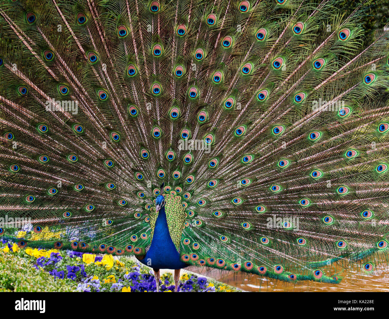 Portrait de paon bleu avec de jolies plumes élargi Banque D'Images