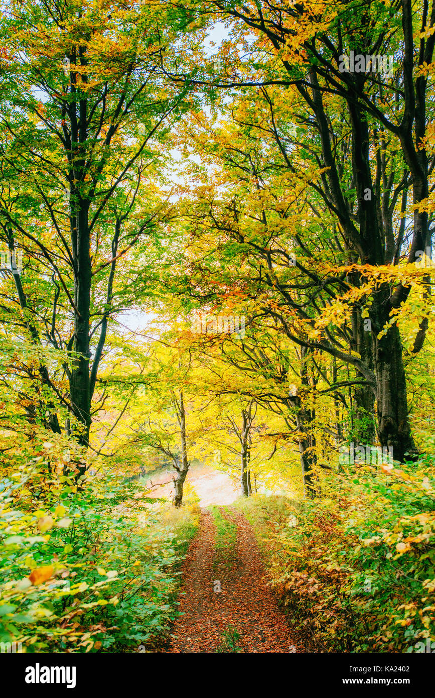 Matin d'or les rayons du soleil sur l'herbe verte en automne. belle nature background Banque D'Images