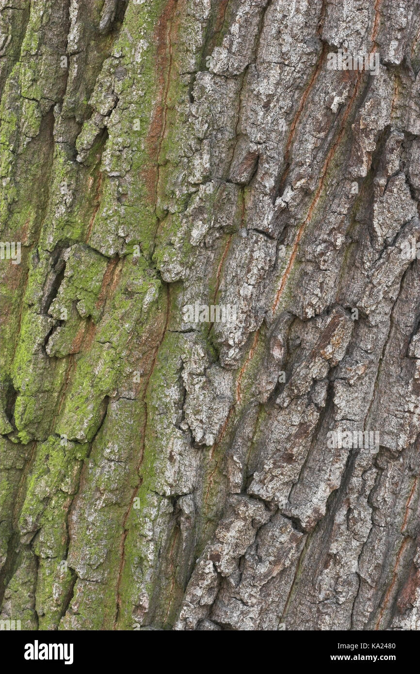 Gérer, Quercus robur, Quercus robur / Stieleiche Banque D'Images