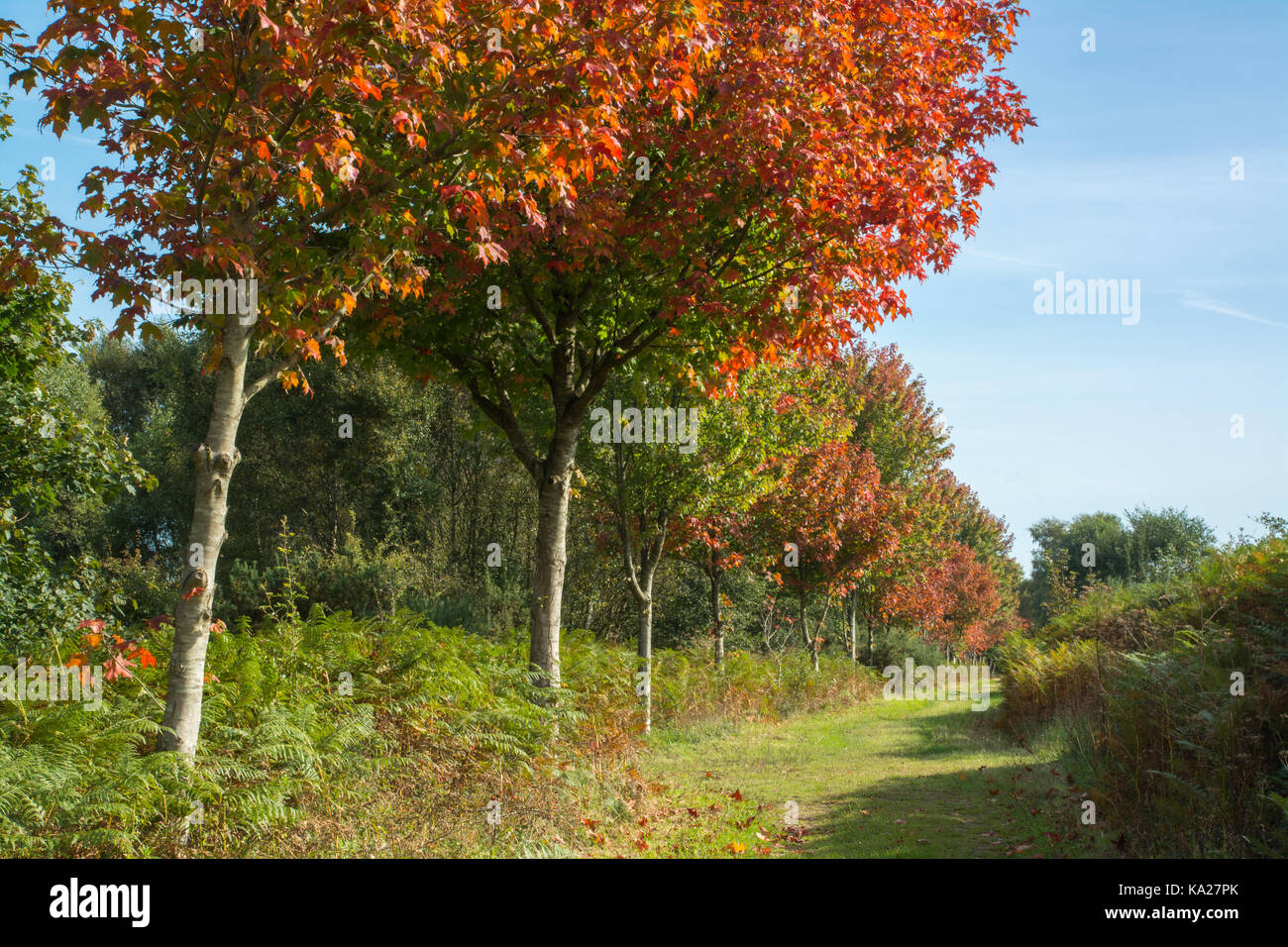 Les érables colorés en automne à Bramshott commun dans le Hampshire, au Royaume-Uni. Ils ont été plantés à la mémoire des soldats canadiens tués lors des deux guerres mondiales. Banque D'Images